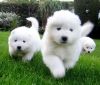 Sevimli soyaac samoyedo kukla