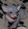 Sevimli sphynx yavru kedi11