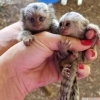 Sevimli ve dostluk erkek ve dii bebek marmoset maymunlar ev