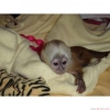 Sevimli ve sevimli capuchin maymunu