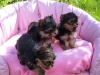 Sevimli yorkshire terrier yavrular