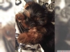 Sevimli yorkshire terrier yavrular