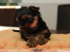 Sevimli yorkshire terrier yavrular