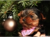 Sevimli yorkshire terrier yavrular