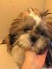 Shih tzu