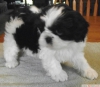 Shih tzu yavruları