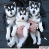 Sibirya husky yavru nihai