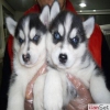 Sibirya husky yavru nihai