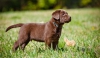 Sibirya kurdu - labrador retriever