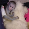 irin bebek capuchin maymunlar imdi gitmeye hazr