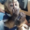 irin bebek yzl capuchin maymunlar mevcut