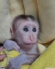 irin biberonla besleme ikizler bebek capuchin maymun satl