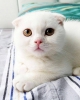 irin yavru scottish fold bebekler!:)