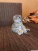 irin yavru scottish fold bebekler!:)