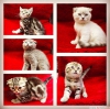 irin yavru scottish fold bebekler!:)