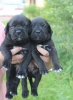 Siyah cane corso yavrulari