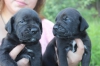 Siyah cane corso yavrulari