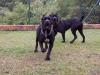 Siyah cane corso yavrulari