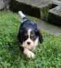 Smart and cute cavalier-king-charles-spaniel-puppies