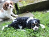 Smart and cute cavalier-king-charles-spaniel-puppies