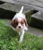 Smart and cute cavalier-king-charles-spaniel-puppies