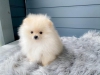 Son derece tatl ve sosyal pomeranian yavru