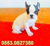 Son erkek french bulldog yavrumuz