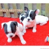 Son erkek french bulldog yavrumuz