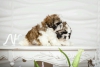 Son shih tzu bebekleri satlk