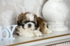 Son shih tzu bebekleri satlk