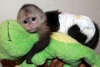 Sosyal erkek ve kadın capuchin maymun