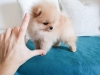 Sosyal ihtisamli asili pomeranian yavru0036