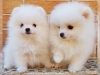 Sosyal ihtisamli asili pomeranian yavru0022