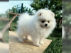 Sosyal kalite pomeranian yavru