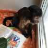 #sosyal tatli capuchin maymunlari