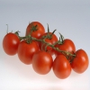Soussia f1 domates tohumu