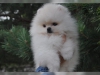 Soyaac ile 3 aylk pomeranian erkek