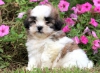 Soyaac ile mevcut sevimli shih tzu yavrular