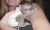 Soyaac olan gzel capuchin maymunlar.