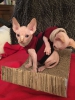 Sphynx yavru kedi