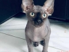 Sphynx yavru kedi