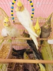 Sultan papaganlar full evcil 2.3 aylk bebekler