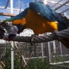 Sper arpc catalina macaw bebek mevcut