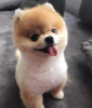 Sper pomeranian boo yavrusu