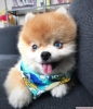 Sper pomeranian boo yavrusu