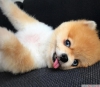 Sper pomeranian boo yavrusu