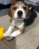Sper sevimli beagle yavrular mevcuttur
