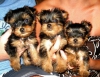 Sper sevimli yorkie puppies