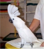 Sper sweet emsiye cockatoo