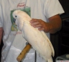 Süper sweet şemsiye cockatoo